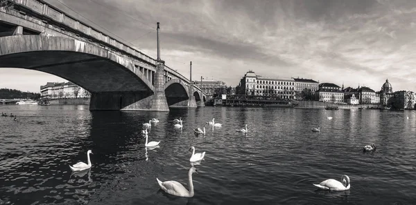 Monochrome image with an old bridge crossing the Vltava river, swans swimming on its water and historical buildings of Prague, the capital of Czech Republic.