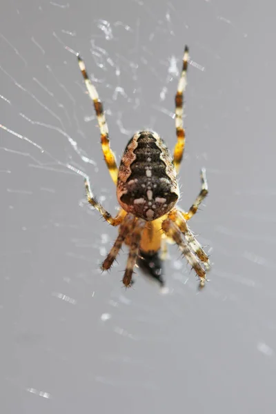 Aranha Jardim Inseto Animal — Fotografia de Stock