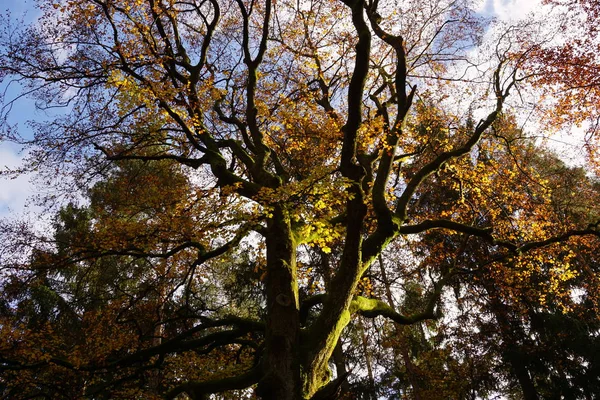 Herfst Bos Herfst Seizoen Gebladerte Bladeren — Stockfoto