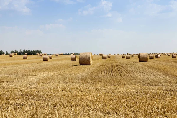 Campo Agrícola Que Lleva Cabo Cosecha Cereales Trigo Pila Paja — Foto de Stock