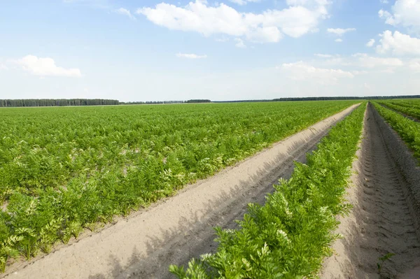 Fotografiado Primer Plano Campo Agrícola Que Crecen Brotes Verdes Zanahorias — Foto de Stock