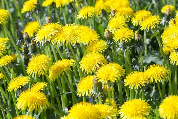 Primo Piano Fotografato Denti Leone Gialli Primavera Profondità Campo Poco — Foto Stock