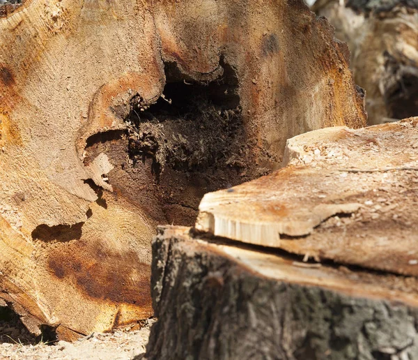 Photographed Close Old Cut Tree Trunk Broken Storm — Stock Photo, Image