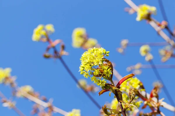 Sfotografowane Bliska Zielone Żółte Kwiaty Kwitnącego Klonu Drzewnego Sezon Wiosenny — Zdjęcie stockowe
