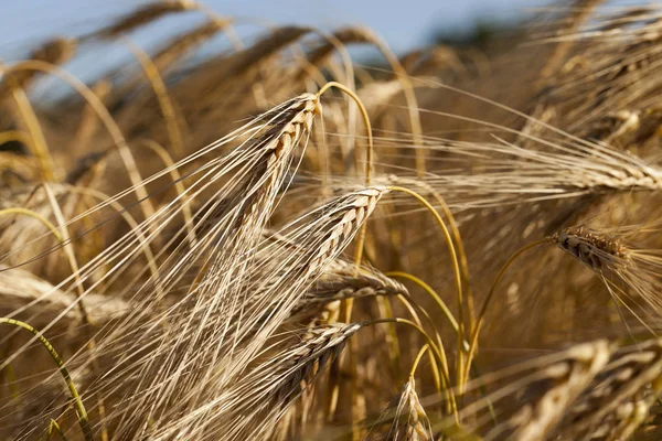 Ein Landwirtschaftliches Feld Mit Vergilbtem Reifem Getreide Sommer — Stockfoto