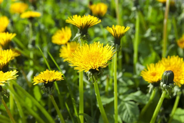 Primo Piano Fotografato Denti Leone Gialli Primavera Profondità Campo Poco — Foto Stock