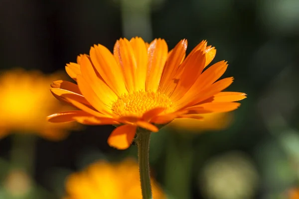 Fényképezte Közelkép Narancs Napraforgó Virágok Tavaszi Szezonban — Stock Fotó