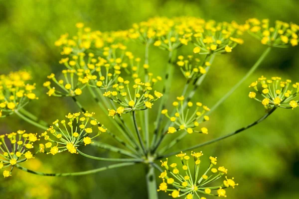 Agricultural Field Which Grow Green Immature Umbrella Dill Shallow Depth — Stock Photo, Image