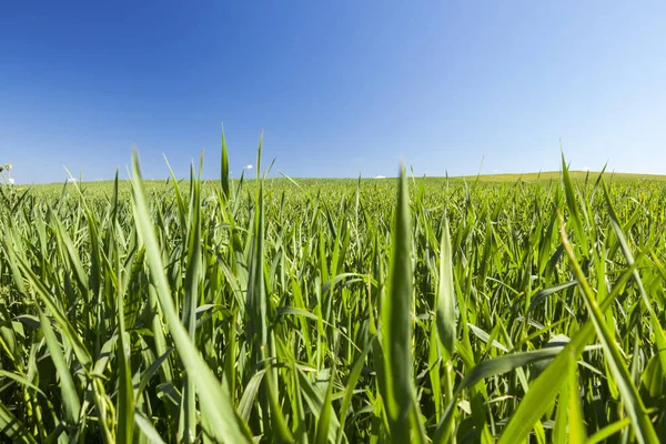 Сфотографовані Вуха Нерозрідженої Зеленої Пшениці Мала Глибина Різкості — стокове фото