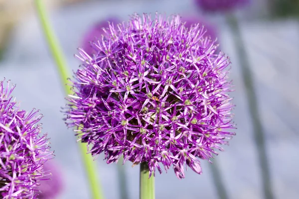 Zirai Alanda Yetişen Bir Çiçeğin Yakından Çekilmiş Soğanı Tohumlar Için — Stok fotoğraf