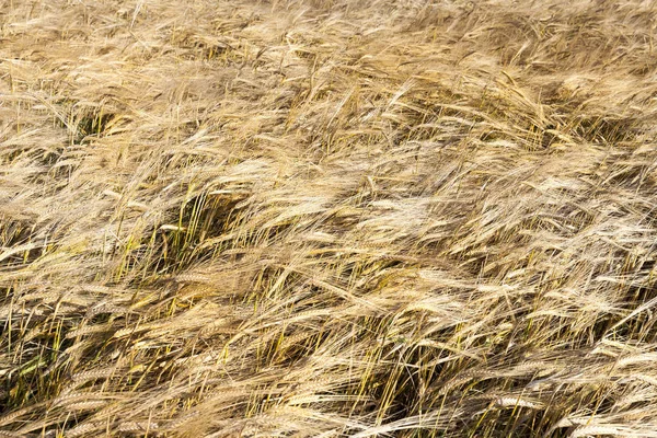 Agricultural Field Which Grow Ripening Changing Color Yellow Cereals Wheat — Stock Photo, Image