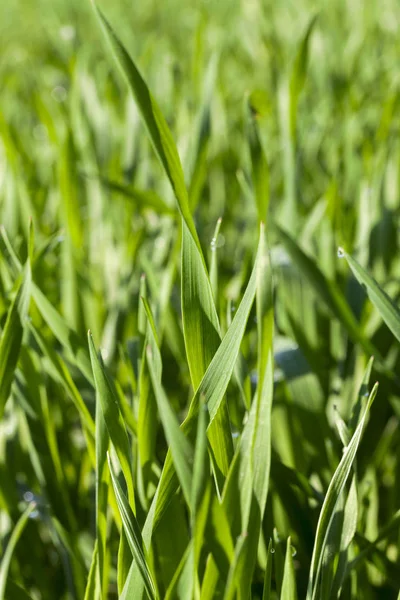 Сільськогосподарське Поле Якому Вирощують Незрілі Молоді Зернові Пшениця — стокове фото