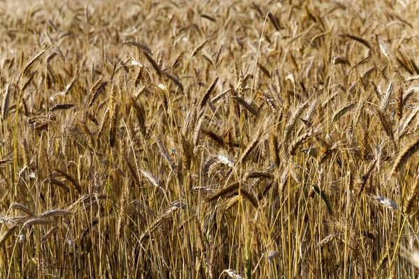 Fotografiado Primer Plano Orejas Maduras Amarillentas Cereal — Foto de Stock