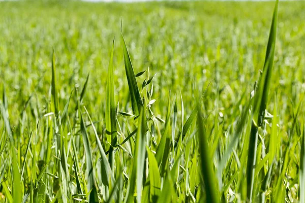 Campo Agrícola Que Cultivan Cereales Inmaduros Avena — Foto de Stock