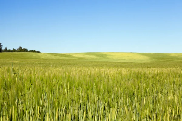 緑の熟していないコムギの草を栽培する農地 青空と木の背景の風景 — ストック写真