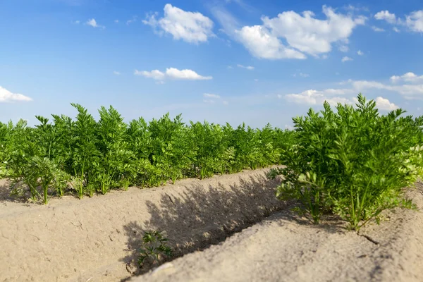 Photographed Close Agricultural Field Which Grow Green Shoots Carrots Background — Stock Photo, Image