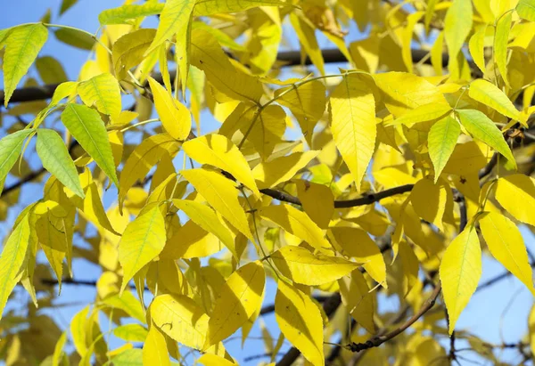Fotografoval Stromy Listy Podzim Místo Park — Stock fotografie