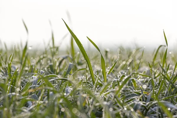 Photographed Close Young Grass Plants Green Wheat Growing Agricultural Field — Stock Photo, Image