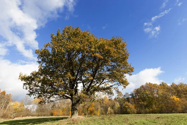 가을에 나무와 자연의 사진을 누르스름 — 스톡 사진