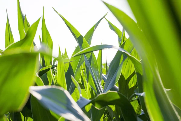 Landwirtschaftliches Feld Auf Dem Unreife Maisernte Wächst Nahaufnahme Der Blätter — Stockfoto