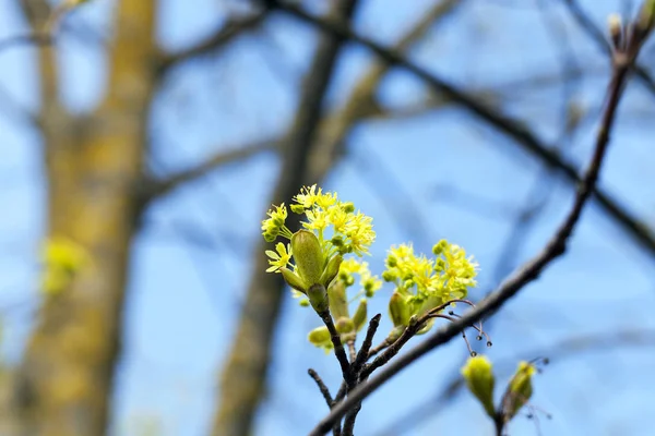 Φωτογραφήθηκε Γκρο Πλαν Πράσινα Και Κίτρινα Λουλούδια Ενός Ανθισμένου Σφενδάμου — Φωτογραφία Αρχείου
