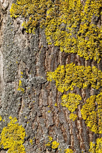 Vyfocené Detailní Část Kmene Stromu Lišejníkem Rostoucím Kůře Malá Hloubka — Stock fotografie