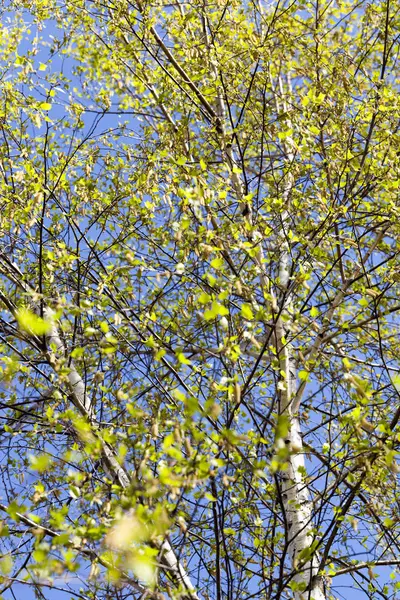 Folhas Verdes Jovens Vidoeiro Época Primavera Ano Close — Fotografia de Stock