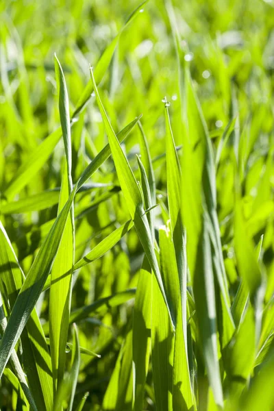 Campo Agrícola Que Crecen Cereales Jóvenes Inmaduros Trigo —  Fotos de Stock