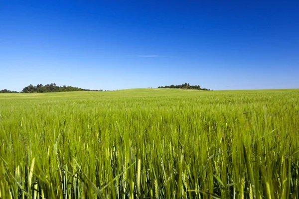Campo Agrícola Que Cultivan Cereales Inmaduros Trigo — Foto de Stock