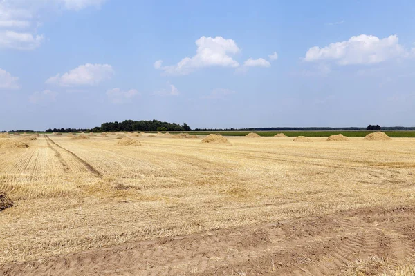 Landbouwgebied Waar Graan Wordt Geoogst Belarus Zomer — Stockfoto