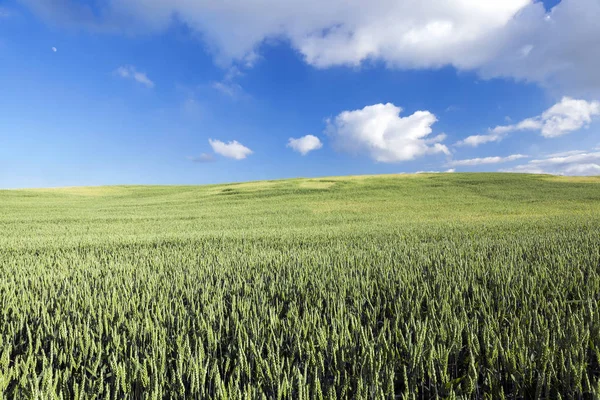 Campo Agrícola Que Crecen Cereales Jóvenes Inmaduros Trigo Cielo Azul — Foto de Stock