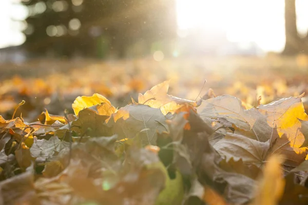 Gefotografeerde Bomen Bladeren Herfst Locatie Een Park Defocus — Stockfoto