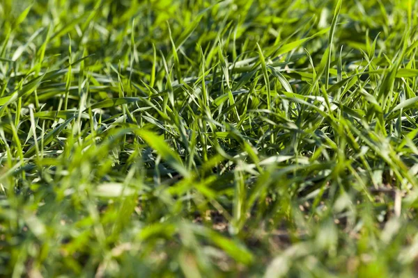 Photographed Close Young Grass Plants Green Wheat Growing Field Agriculture — Stock Photo, Image