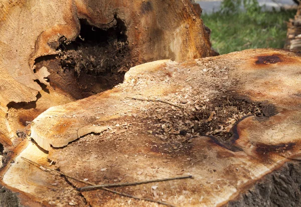 嵐の後に壊れた古い切り立った木の幹のクローズアップを撮影し — ストック写真