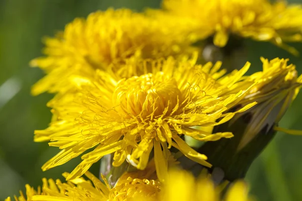 Сфотографированы Крупным Планом Желтые Одуванчики Весной Мелкая Глубина Резкости — стоковое фото