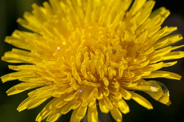 Fotograferad Närbild Gula Maskrosor Våren Grunt Skärpedjup — Stockfoto