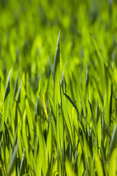 Сфотографовані Крупним Планом Зелене Листя Пшениці Невелика Глибина Різкості Весна — стокове фото
