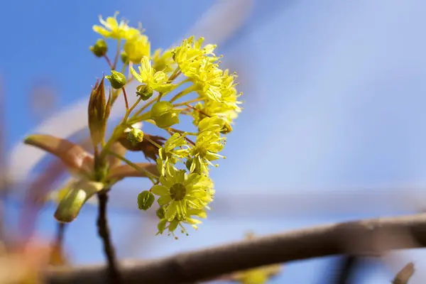 Photographié Jeunes Feuilles Vertes Sur Les Arbres Printemps Année Mois — Photo