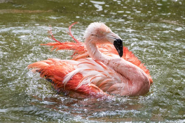 Vista Panorámica Hermoso Pájaro Flamenco Naturaleza — Foto de Stock