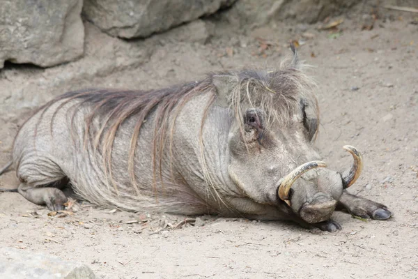 Gubernator Phacochoerus Africanus Pochodzi Wielu Części Ssaków Afrykańskich — Zdjęcie stockowe