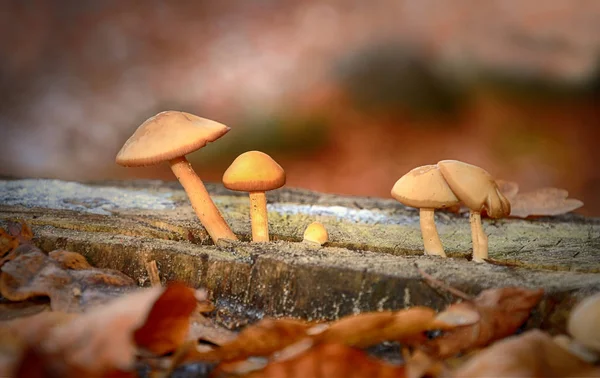 Funghi Fungo Delle Feci Rospo Spore Portanti Corpo Fruttifero — Foto Stock