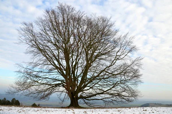 Старое Дерево Ноябре — стоковое фото