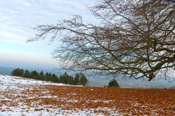 Alter Baum November — Stockfoto