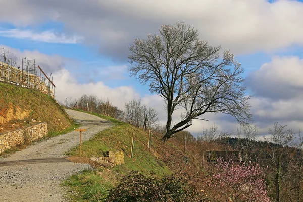 Bloesem Bloemen Bloemblaadjes Het Voorjaar — Stockfoto