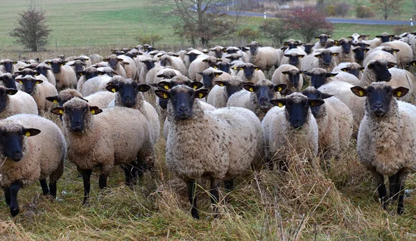 Pecore Domestiche Pascolo — Foto Stock