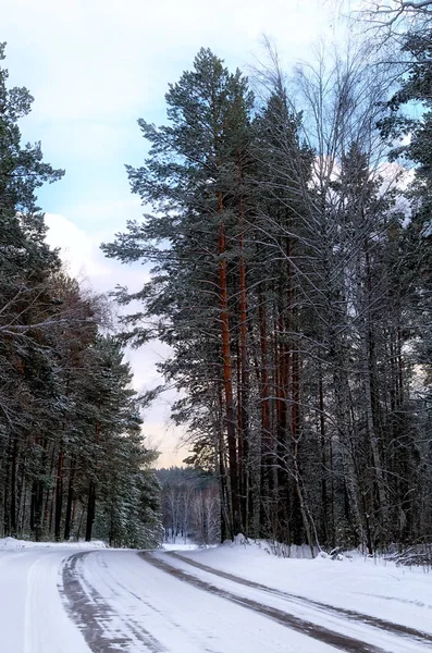 Winterwald Schneebedeckte Bäume — Stockfoto