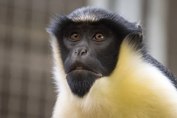 Retrato Macaco — Fotografia de Stock