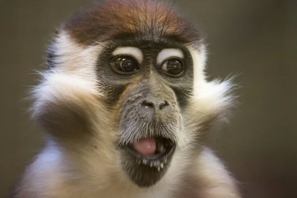 Monkey Animals Life Nature Fauna — Stock Photo, Image