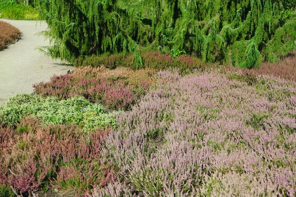 Vacker Botanisk Skott Naturliga Tapeter — Stockfoto