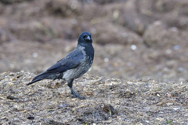 Kapuzenkrähe Frisst Futter — Stockfoto